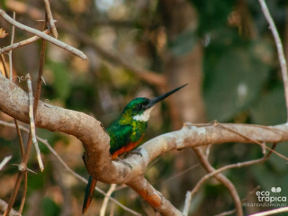 Pantanal Ago21-162